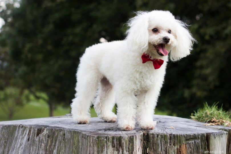 15 Best French Dog Breeds for Pet Lovers
