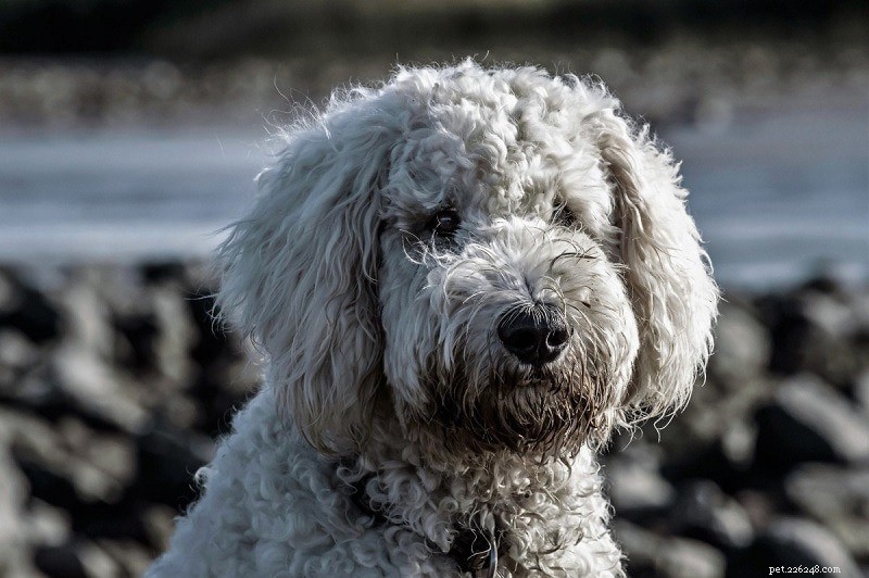 15 Best French Dog Breeds for Pet Lovers
