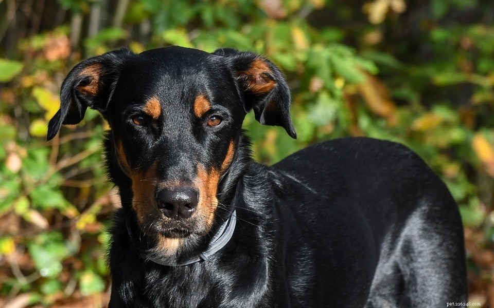 15 Best French Dog Breeds for Pet Lovers