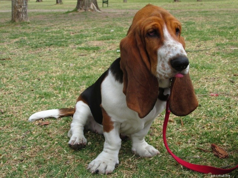 15 Best French Dog Breeds for Pet Lovers