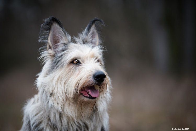 15 Best French Dog Breeds for Pet Lovers