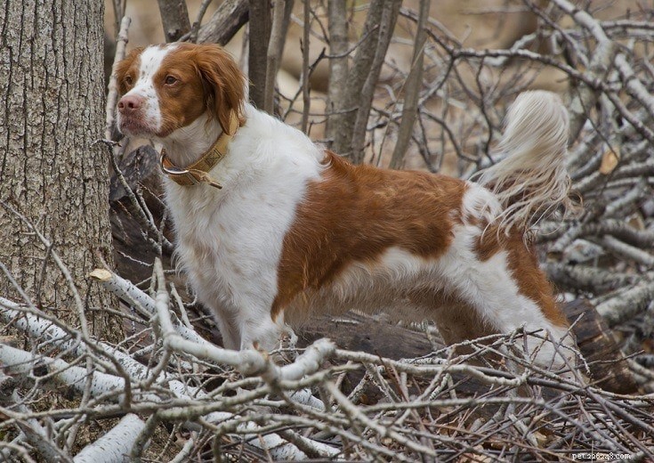 15 Best French Dog Breeds for Pet Lovers