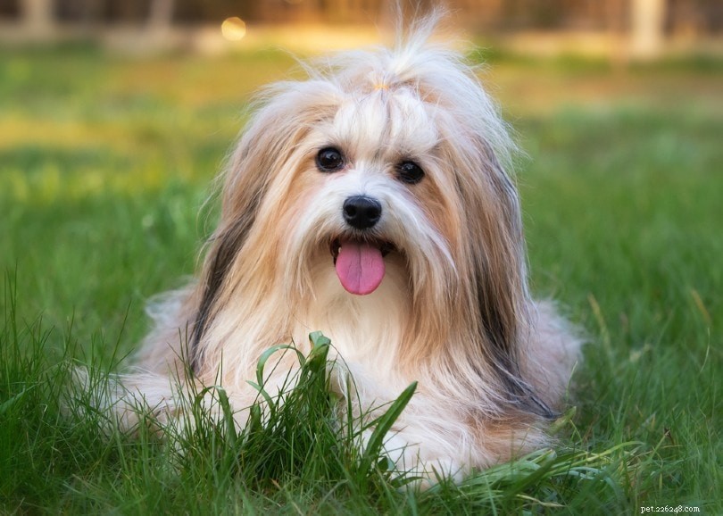 17 Long-Haired Dog Breeds – A Comprehensive Guide with Photos