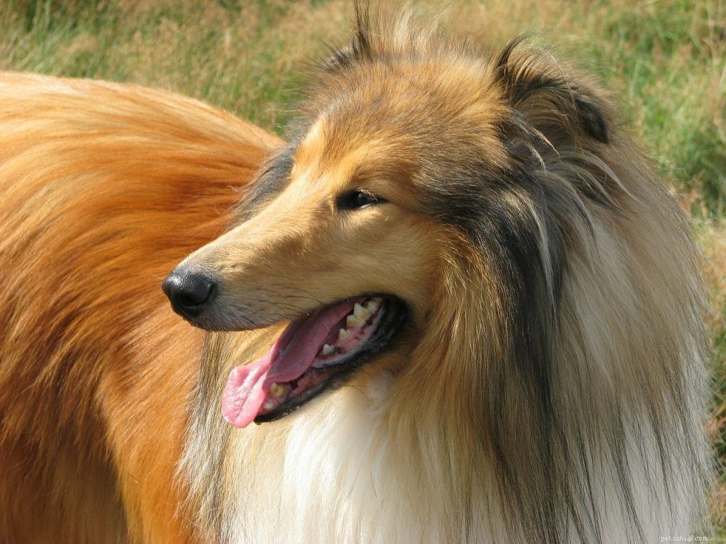 17 Long-Haired Dog Breeds – A Comprehensive Guide with Photos