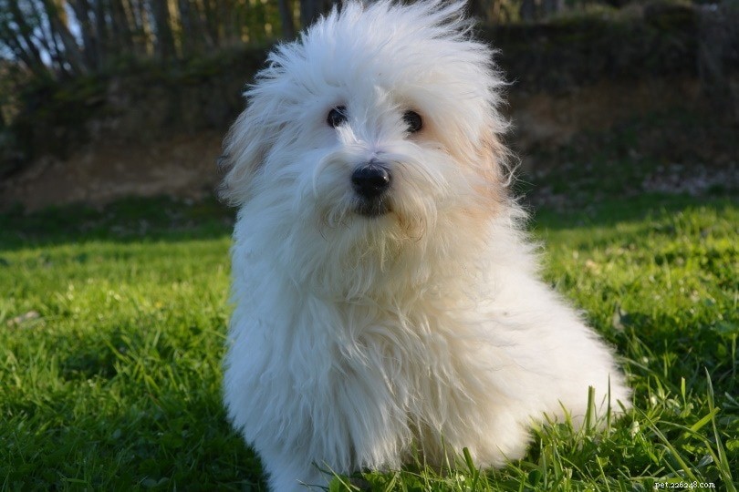 17 Long-Haired Dog Breeds – A Comprehensive Guide with Photos