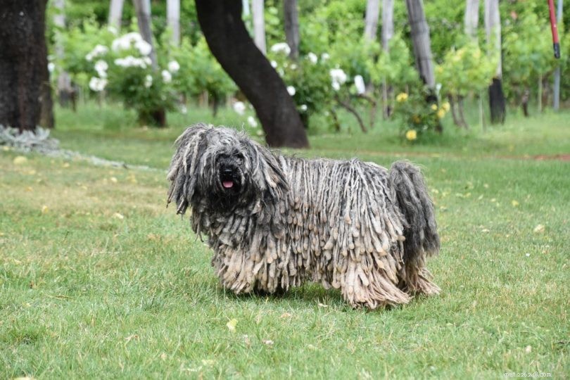 17 Long-Haired Dog Breeds – A Comprehensive Guide with Photos