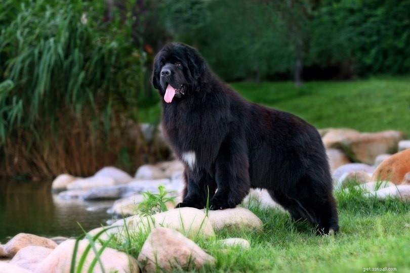 17 Long-Haired Dog Breeds – A Comprehensive Guide with Photos