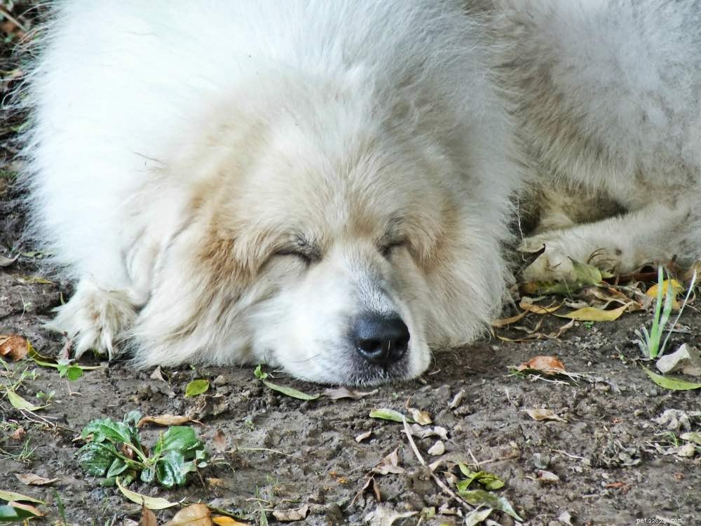 17 Long-Haired Dog Breeds – A Comprehensive Guide with Photos