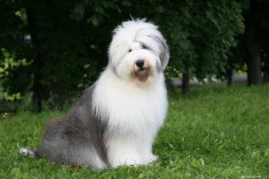 17 Long-Haired Dog Breeds – A Comprehensive Guide with Photos