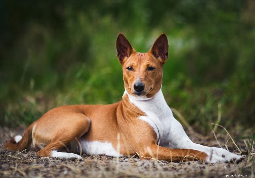 The 10 Oldest Dog Breeds: History & Stunning Photos
