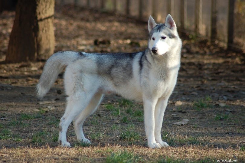 The 10 Oldest Dog Breeds: History & Stunning Photos