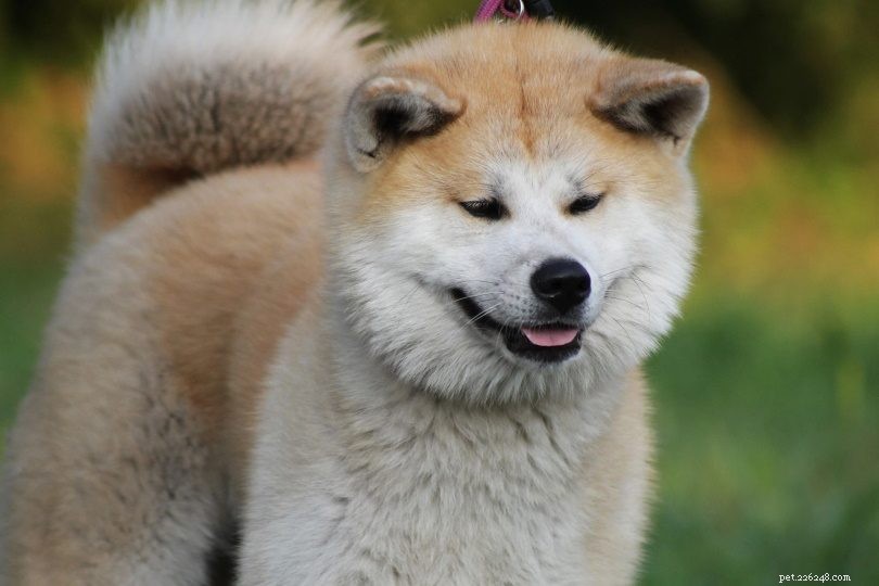 The 10 Oldest Dog Breeds: History & Stunning Photos