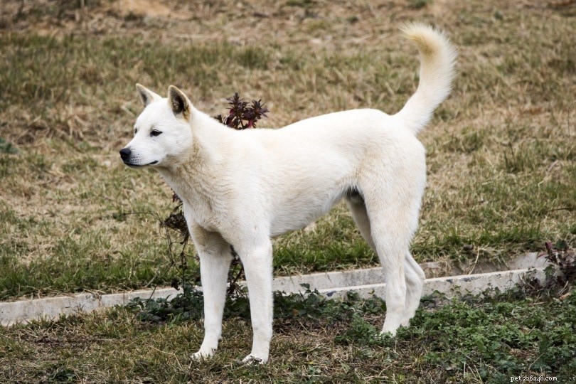 7 Unique Korean Dog Breeds – Stunning Photos & Insight