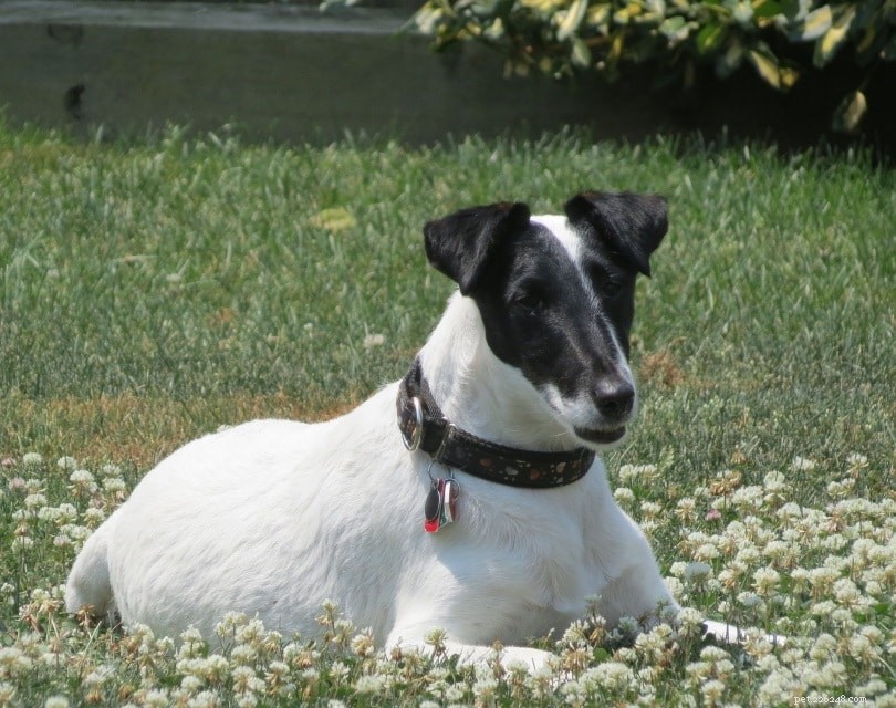 Explore 14 Stunning Black‑and‑White Dog Breeds: A Visual Guide