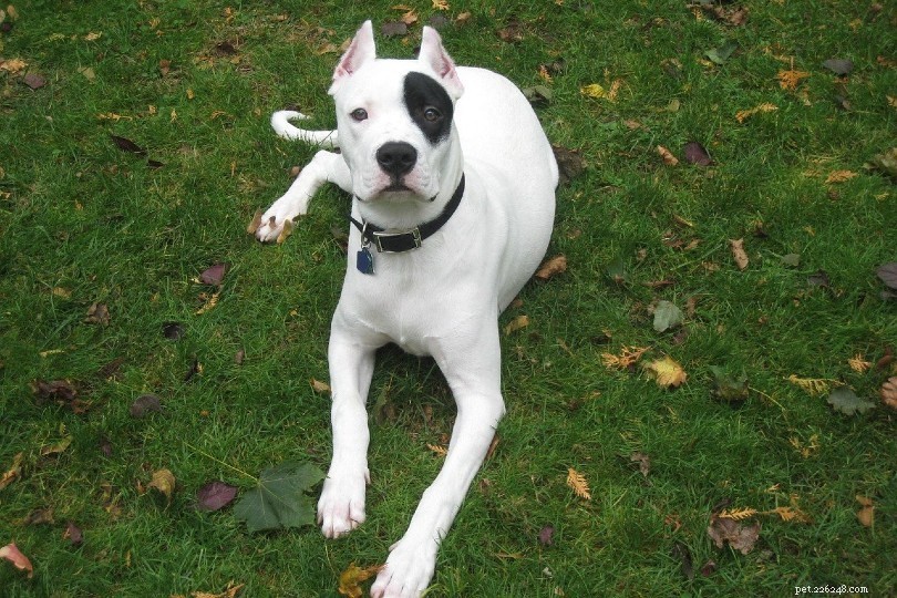 Explore 14 Stunning Black‑and‑White Dog Breeds: A Visual Guide