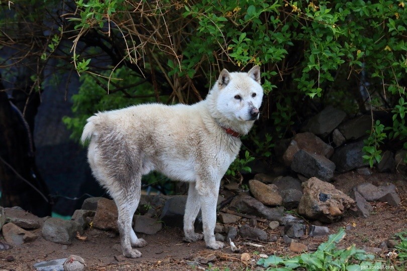 7 Unique Korean Dog Breeds – Stunning Photos & Insight