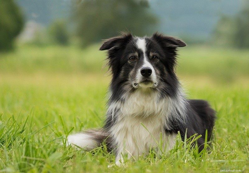 Explore 14 Stunning Black‑and‑White Dog Breeds: A Visual Guide