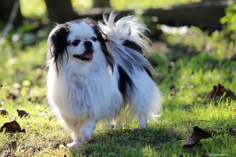Explore 14 Stunning Black‑and‑White Dog Breeds: A Visual Guide