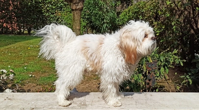 Explore 14 Stunning Black‑and‑White Dog Breeds: A Visual Guide