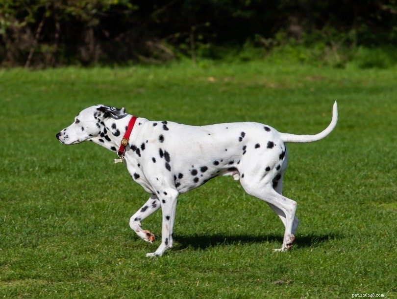 Explore 14 Stunning Black‑and‑White Dog Breeds: A Visual Guide