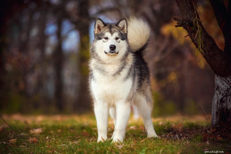 Explore 14 Stunning Black‑and‑White Dog Breeds: A Visual Guide