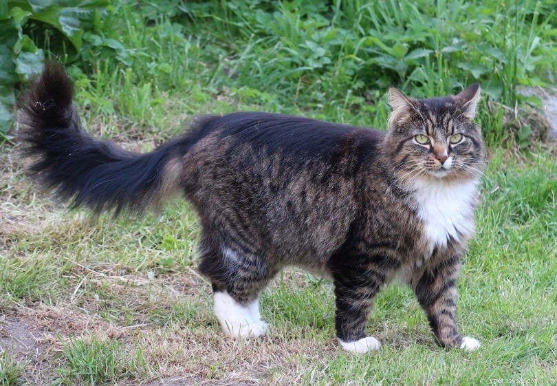 14 Cat Breeds That Thrive With Dogs – Friendly Felines & Their Dog Companions