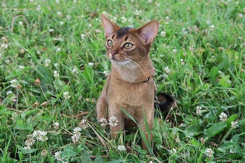 14 Cat Breeds That Thrive With Dogs – Friendly Felines & Their Dog Companions