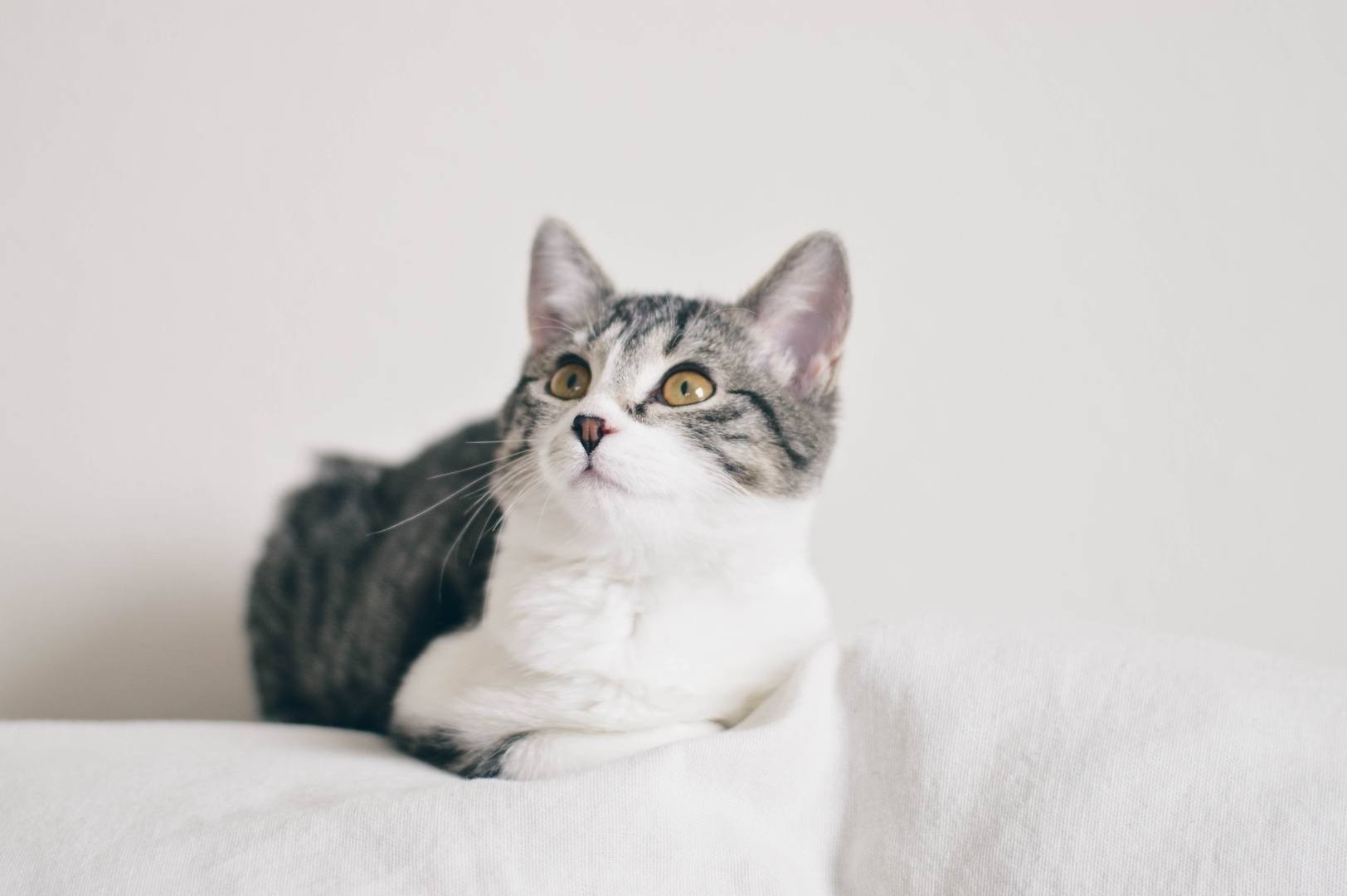 14 Cat Breeds That Thrive With Dogs – Friendly Felines & Their Dog Companions