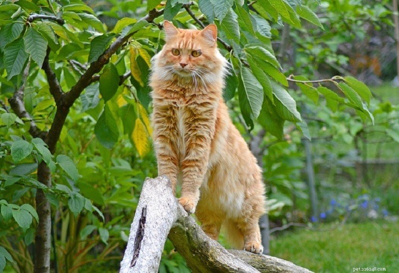 14 Cat Breeds That Thrive With Dogs – Friendly Felines & Their Dog Companions