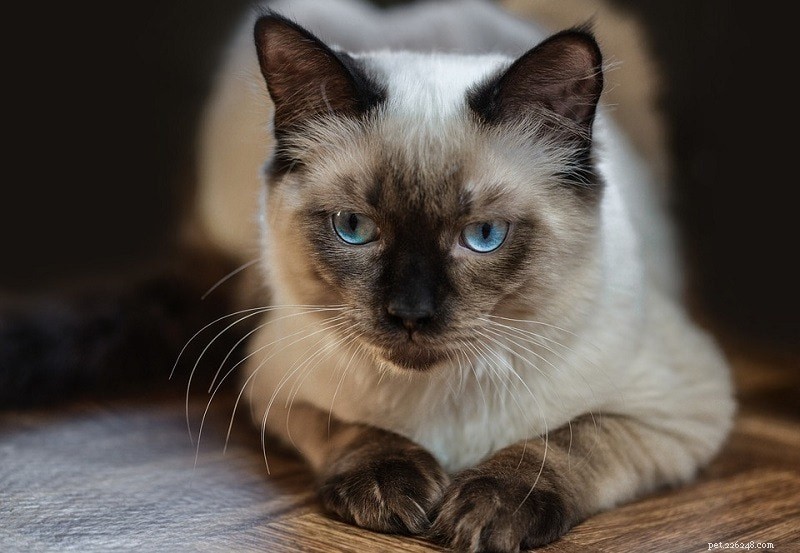 14 Cat Breeds That Thrive With Dogs – Friendly Felines & Their Dog Companions