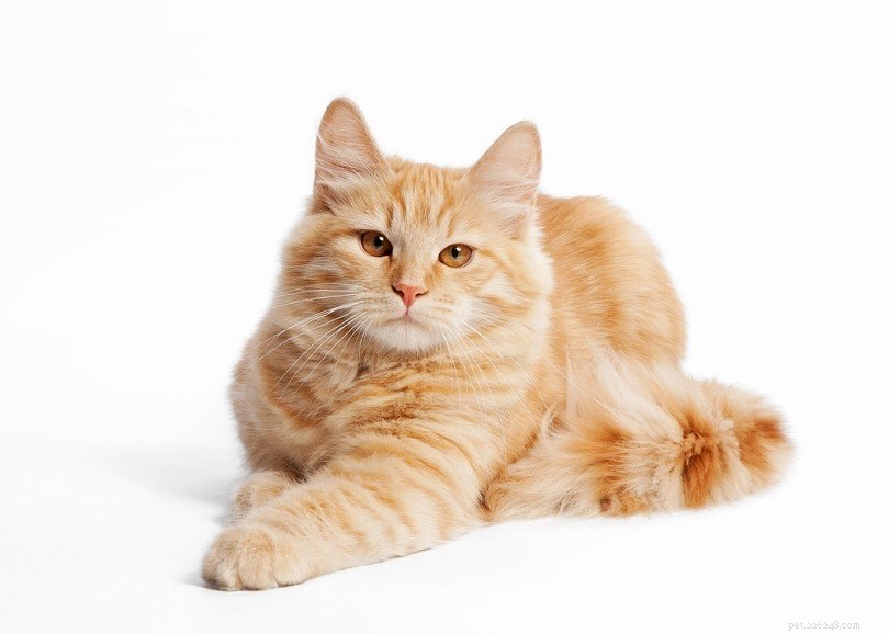 14 Cat Breeds That Thrive With Dogs – Friendly Felines & Their Dog Companions