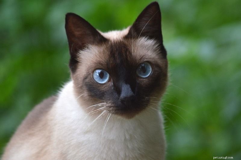 14 Cat Breeds That Thrive With Dogs – Friendly Felines & Their Dog Companions