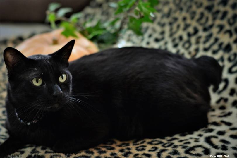 14 Cat Breeds That Thrive With Dogs – Friendly Felines & Their Dog Companions