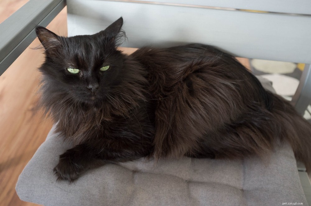 14 Cat Breeds That Thrive With Dogs – Friendly Felines & Their Dog Companions