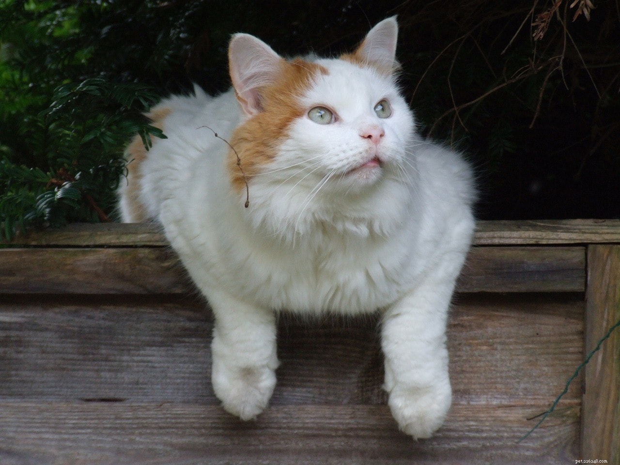 14 Cat Breeds That Thrive With Dogs – Friendly Felines & Their Dog Companions
