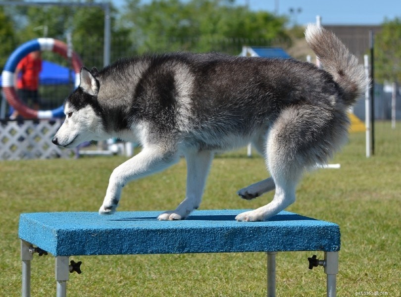 Mastering the Agility Pause Table: Essential Tricks & Tips for Dogs