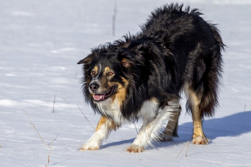 Stopping Predatory Aggression in Dogs: Proven Strategies for a Safer Home