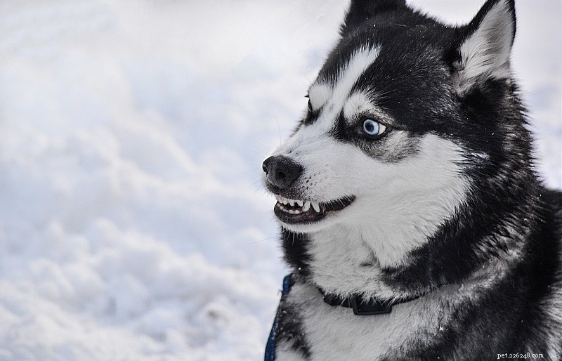 Stopping Predatory Aggression in Dogs: Proven Strategies for a Safer Home