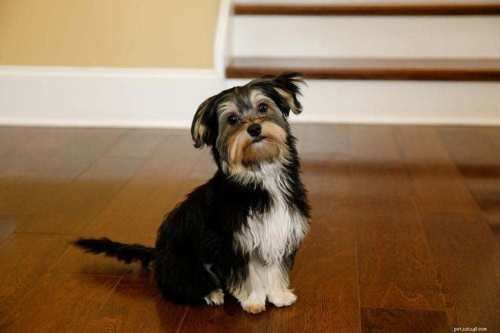 19 Best Teacup Dog Breeds to Consider—See Their Photos