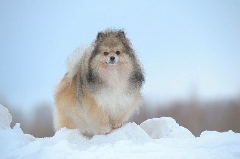19 Best Teacup Dog Breeds to Consider—See Their Photos