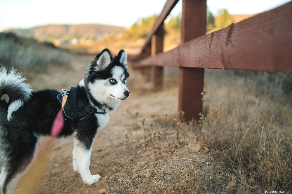 19 Best Teacup Dog Breeds to Consider—See Their Photos