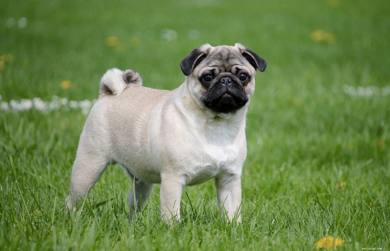 19 Best Teacup Dog Breeds to Consider—See Their Photos