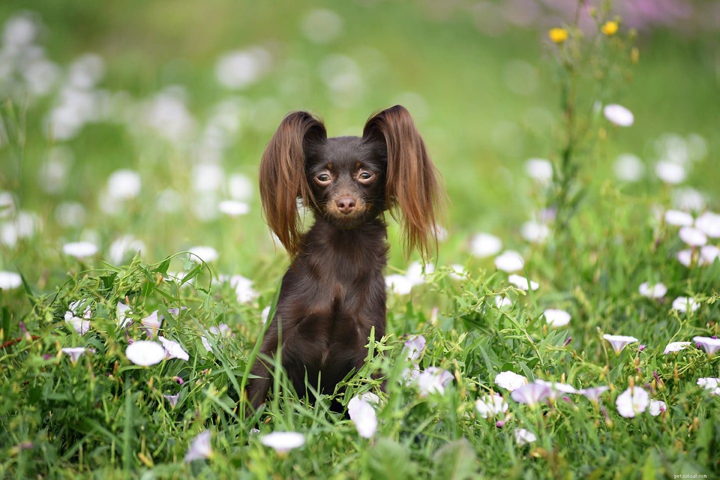 19 Best Teacup Dog Breeds to Consider—See Their Photos