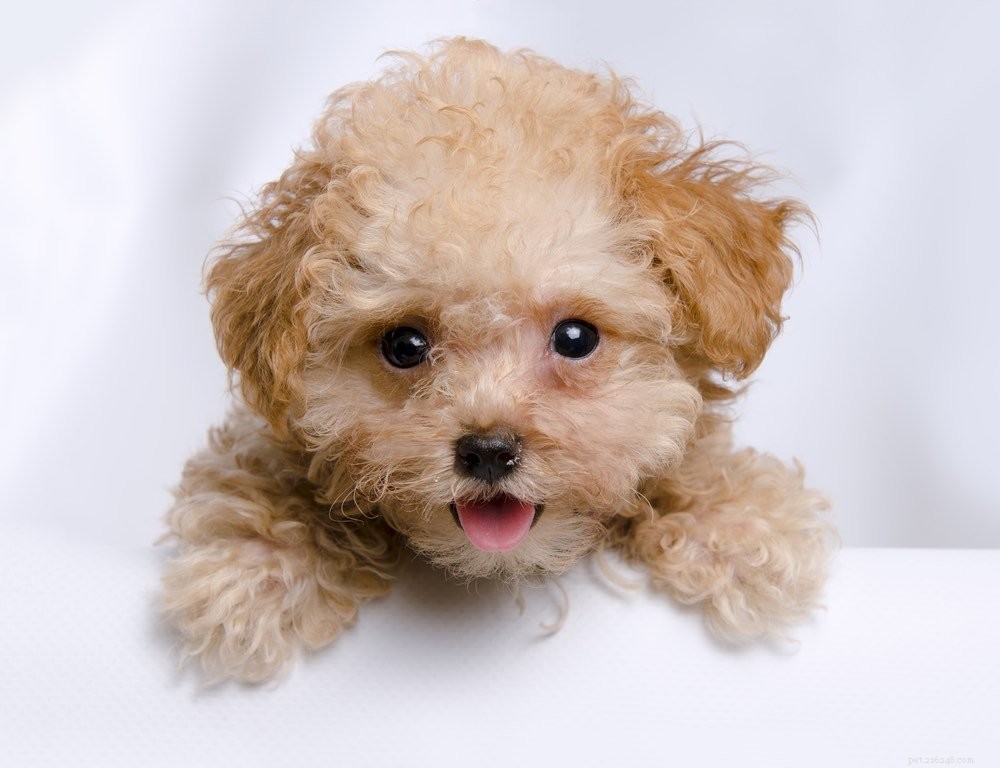 19 Best Teacup Dog Breeds to Consider—See Their Photos