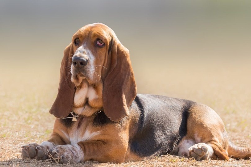 15 Calm Dog Breeds for Peaceful Living – Photos Included