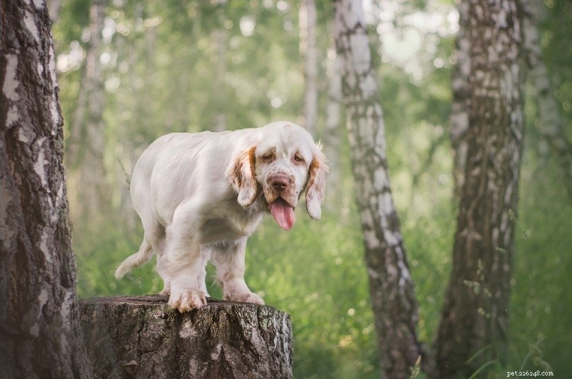 15 Calm Dog Breeds for Peaceful Living – Photos Included