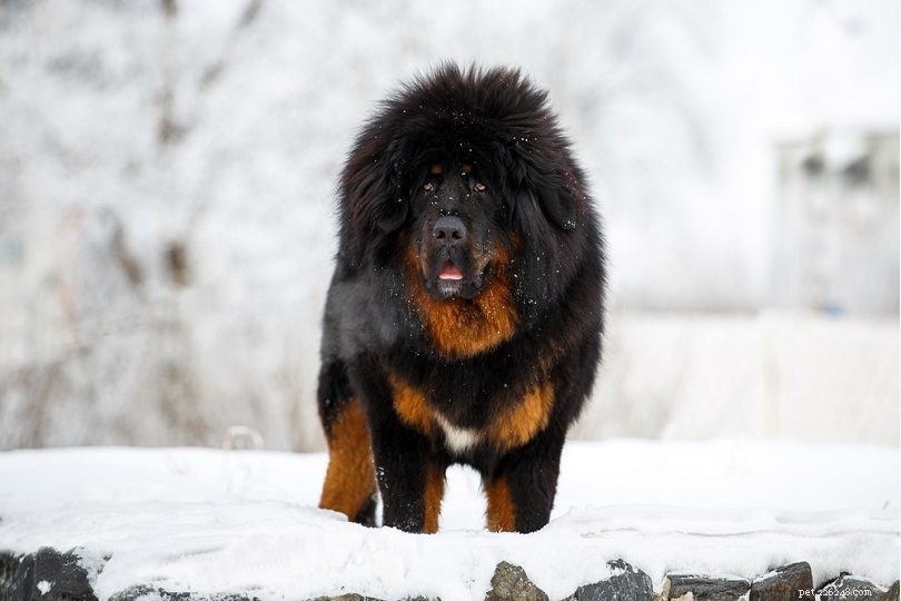 15 Calm Dog Breeds for Peaceful Living – Photos Included