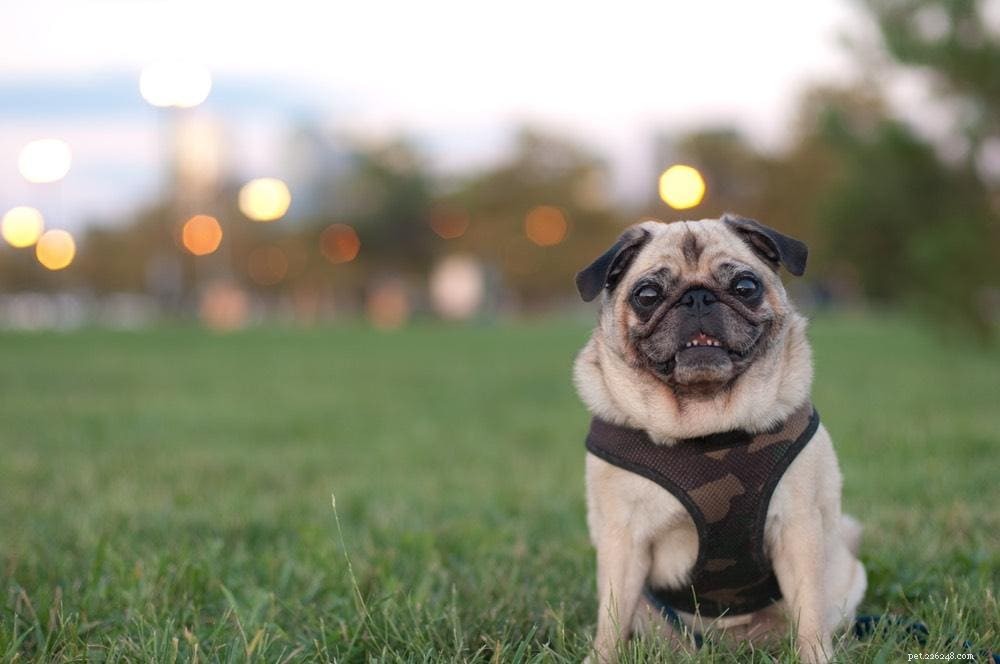 15 Calm Dog Breeds for Peaceful Living – Photos Included