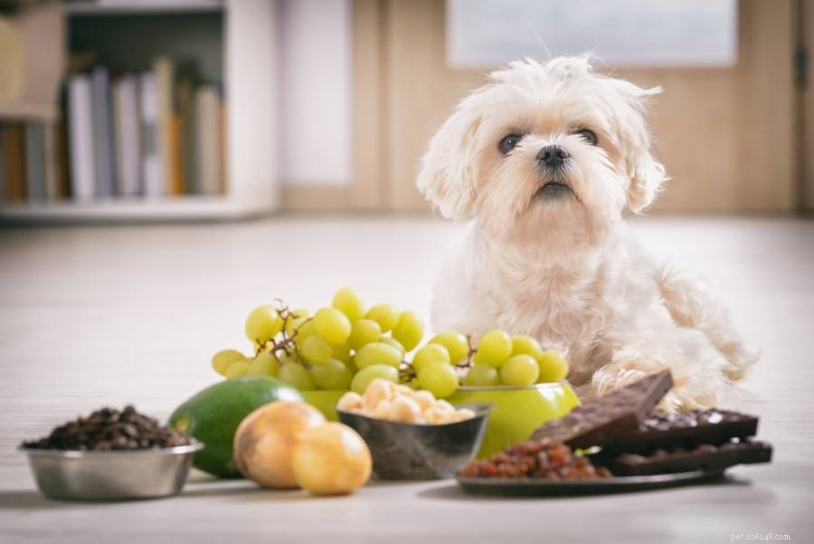 15 Calm Dog Breeds for Peaceful Living – Photos Included