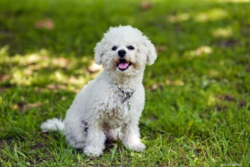 Top 15 Most Affectionate Dog Breeds – A Visual Guide